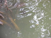 Enlarge photo 36