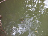 Enlarge photo 37