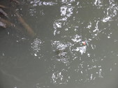 Enlarge photo 38