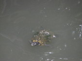 Enlarge photo 39