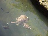 Enlarge photo 25