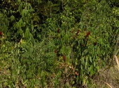 Enlarge photo 30