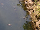 Enlarge photo 26