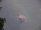 Enlarge photo 28