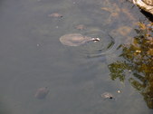 Enlarge photo 30