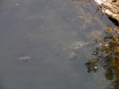 Enlarge photo 32