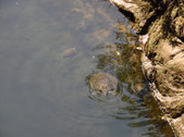 Enlarge photo 33