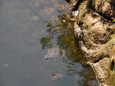 Enlarge photo 34