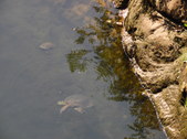 Enlarge photo 35