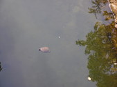 Enlarge photo 38