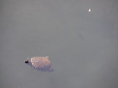 Enlarge photo 39