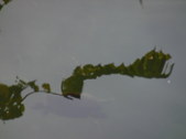 Enlarge photo 40