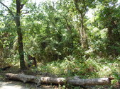 Enlarge photo 40