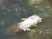 Enlarge photo 37