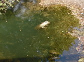 Enlarge photo 39