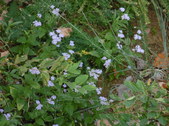 Enlarge photo 40
