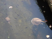 Enlarge photo 25