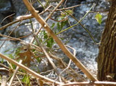 Enlarge photo 37