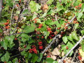 Enlarge photo 39