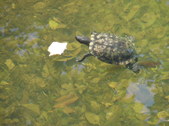 Enlarge photo 30
