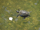 Enlarge photo 33