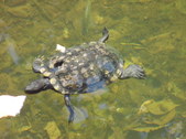 Enlarge photo 34