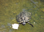 Enlarge photo 36