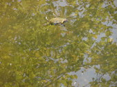 Enlarge photo 37