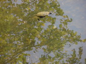 Enlarge photo 38