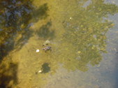 Enlarge photo 39