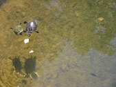 Enlarge photo 40