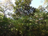 Enlarge photo 35