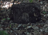 Enlarge photo 37