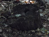 Enlarge photo 38
