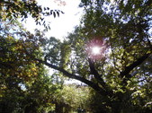 Enlarge photo 26