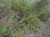 Enlarge photo 2