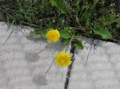 Nature Hike 153