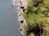 Nature Hike 155