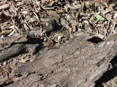 Enlarge photo 27