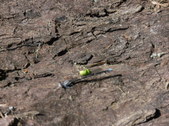 Enlarge photo 31