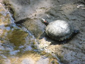 Enlarge photo 27