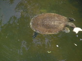 Enlarge photo 30
