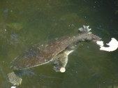Enlarge photo 31