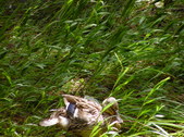 Enlarge photo 25