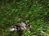 Enlarge photo 26