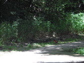 Nature Hike 162