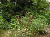 Enlarge photo 24