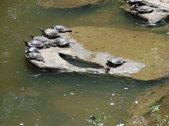 Enlarge photo 26