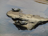Enlarge photo 29