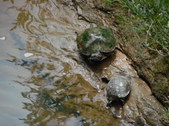 Enlarge photo 33